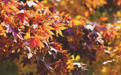 Herbstblues: Wie Du das Stimmungstief loswirst